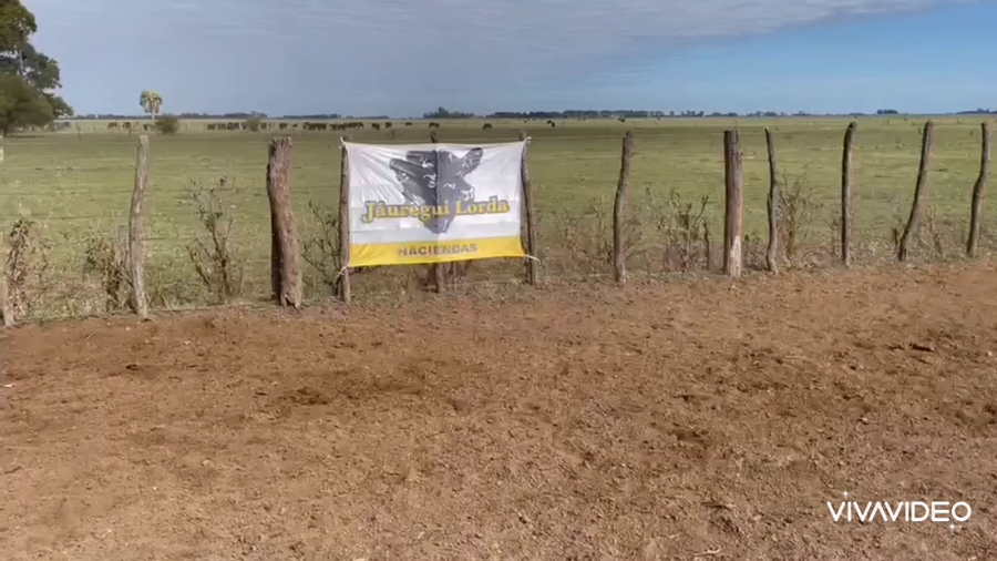 Lote 67 Terneros/as en Gral. Paz, Buenos Aires