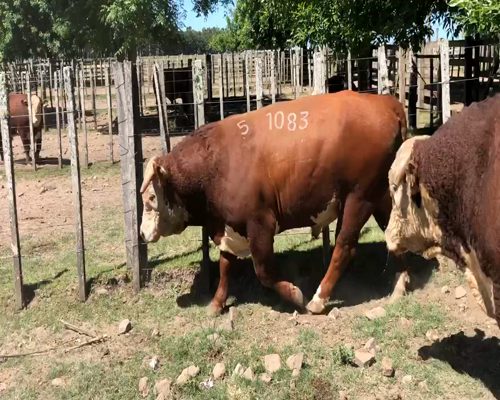 Lote 3 Toros en Cerro Largo, Cerro Largo