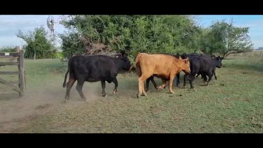 Lote 24 Vacas  en Brandsen, Buenos Aires