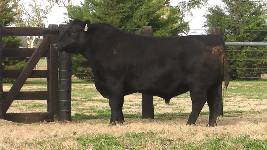 Lote TOROS ANGUS NEGROS PP