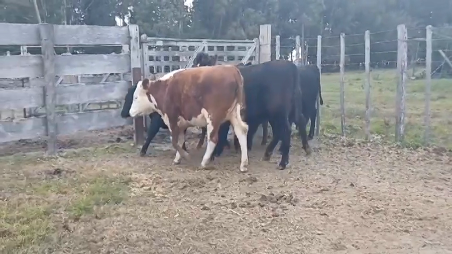 Lote (Vendido)6 Vaquillonas  Cruzas a remate en #45 Pantalla Carmelo  420kg -  en Playa Fomento