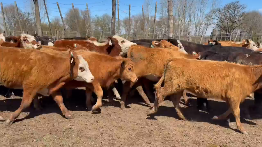 Lote 81 Terneros/as