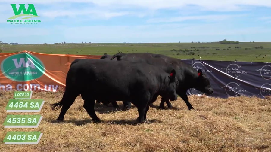 Lote (Eliminado)3 Toros a remate en Cabaña La Republica, Tacuarembó