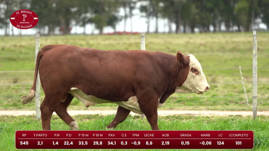 Lote Hereford