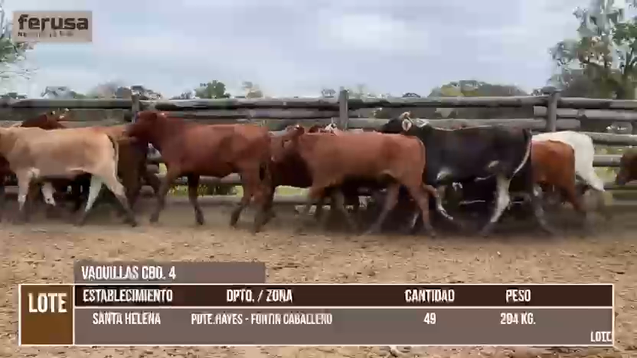 Lote LOTE 1