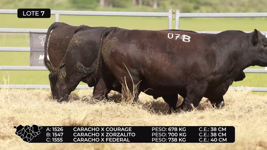 Lote Lote 7