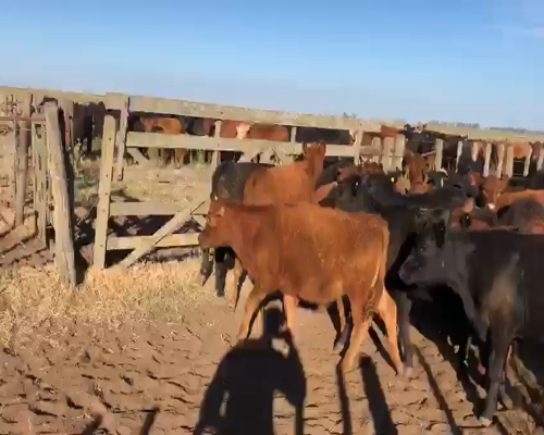 Lote 70 TERNS. MACHOS, EN PEHUAJO, PCIA.DE BS. AS.