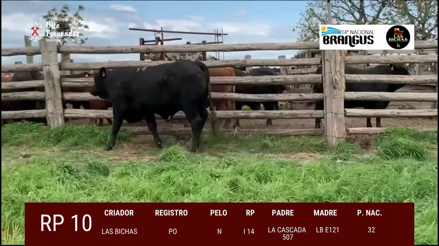 Lote Toros a remate en 14º Nacional Brangus, Tacuarembó