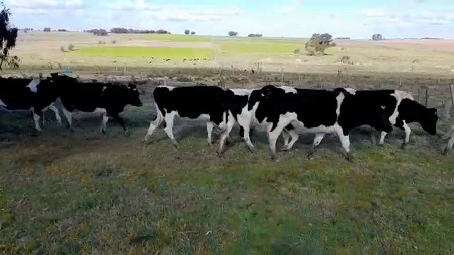 Lote (Vendido)8 Vaquillonas 1 a 2 años HOLANDO a remate en PANTALLA FEDERICO GARLAND 340kg -  en CARDONA