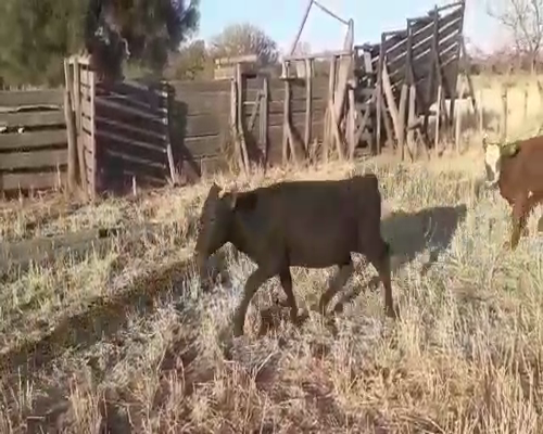 Lote 110 Terneros/as en Tintina, Santiago del Estero