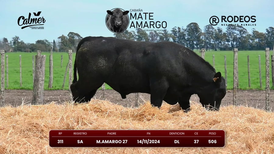Lote RP 311 SA