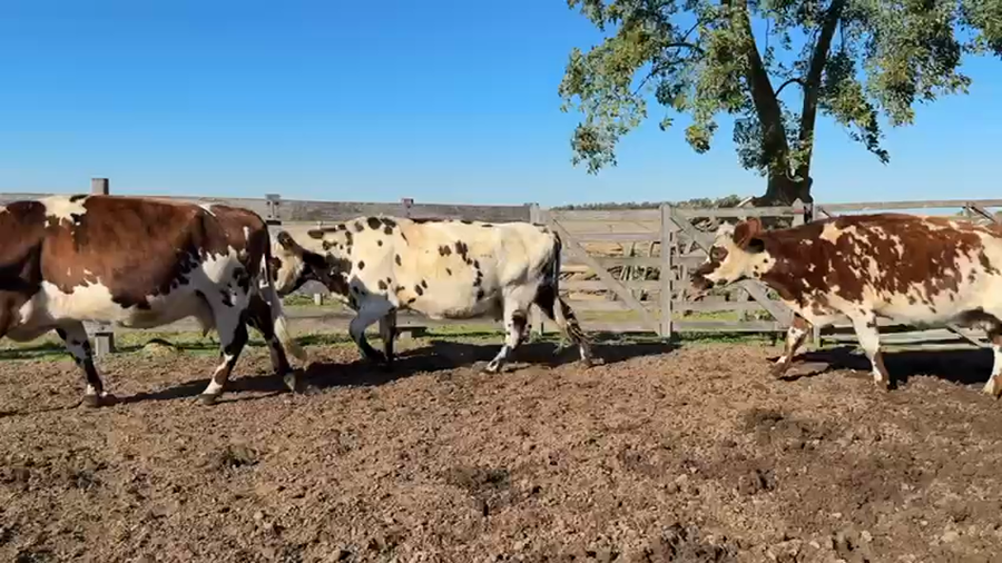 Lote VACAS PREÑADAS