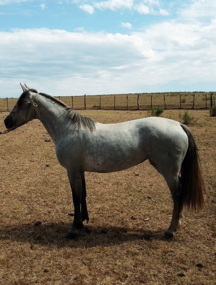 Lote Alvorada Marca R