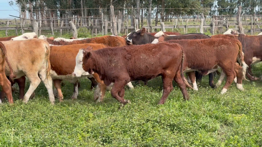 Lote 110 Terneras en Corrientes, Saladas