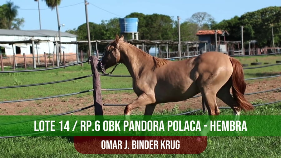 Lote OBK PANDORA POLACA