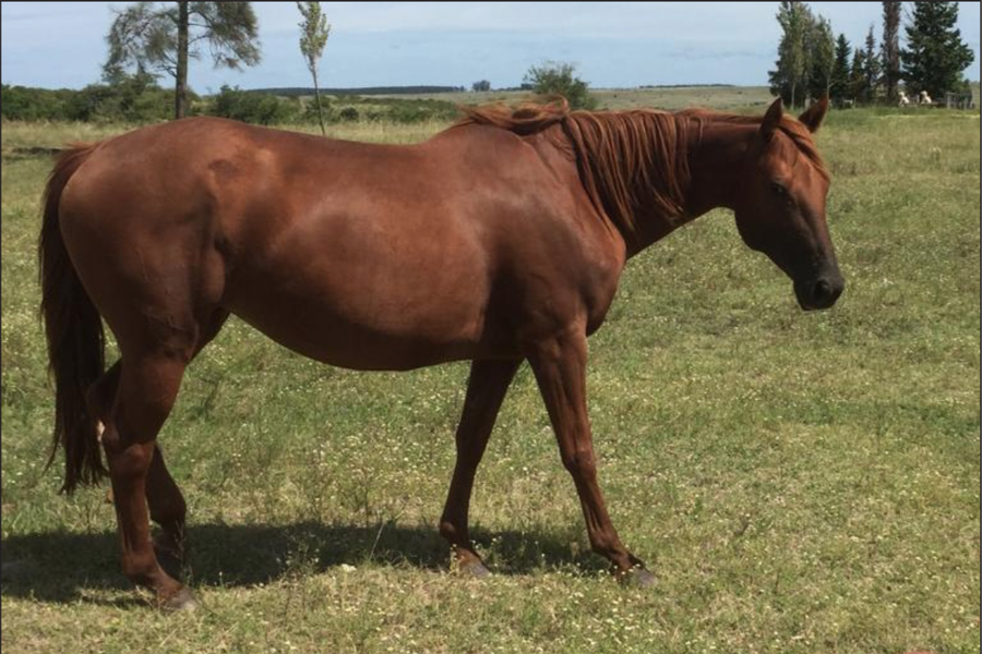 Lote MAITA MONTANA OLENA