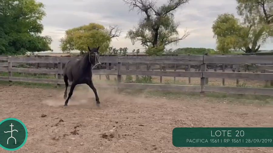 Lote PACIFICA 1561