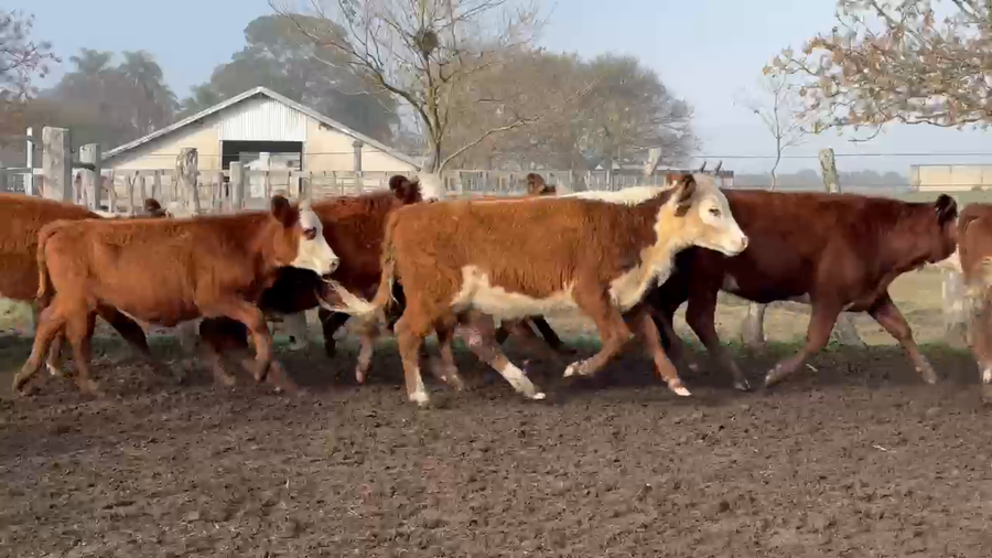 Lote 250 Terneras en Corrientes, Curuzu Cuatia