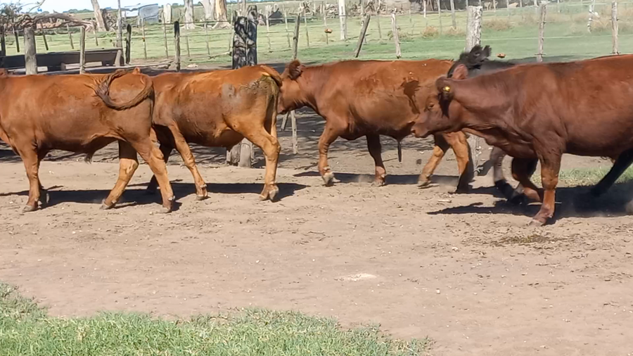 Lote 70 Novillitos en Buenos Aires, Daireaux