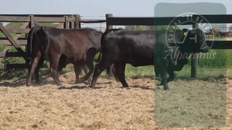 Lote Vaquillona preñada