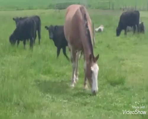 Lote 30 Novillitos en Pirovano, Buenos Aires