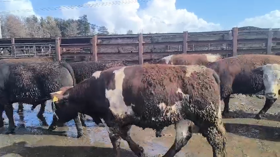 Lote 40 Novillo Gordo en Los Ángeles, VIII Región Biobío
