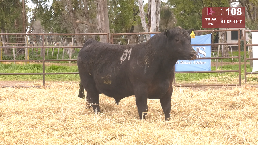 Lote TOROS ANGUS NEGROS  PC