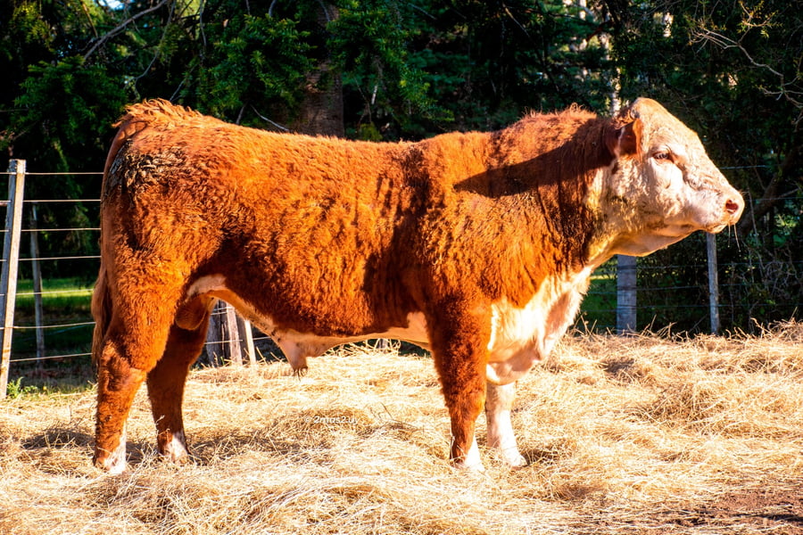 Lote TOROS SANTA MAGDALENA