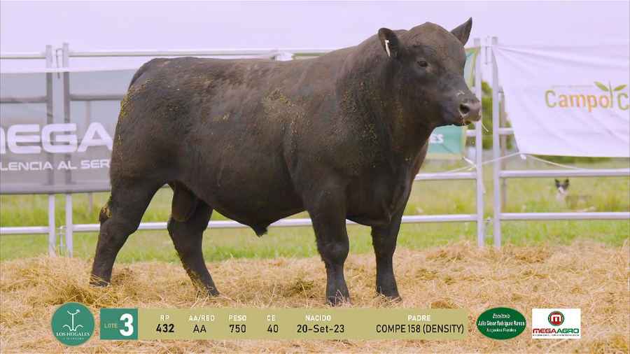 Lote 3 Toros a remate en La Turmalina, Flores