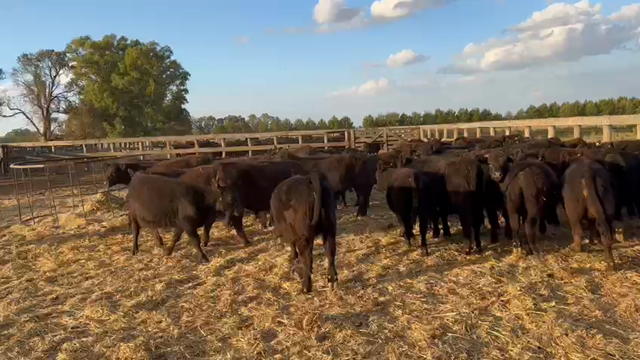 Lote 70 Terneros en Navarro, Buenos Aires