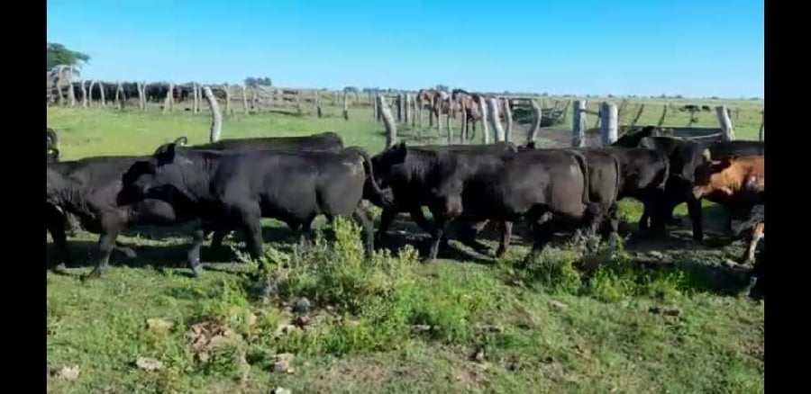 Lote 57 Terneros en Villaguay, Entre Ríos