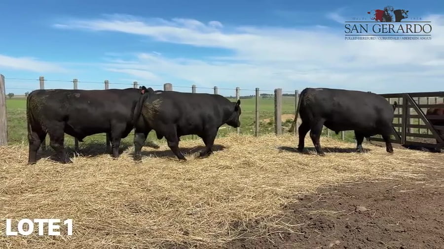 Lote Toros Aberdeen Angus
