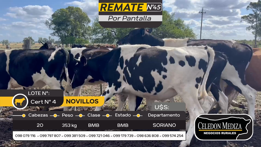Lote 20 Novillos en Cuchilla del Perdido, Soriano
