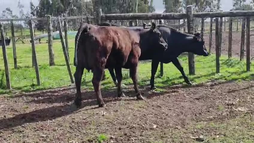 Lote 2 Vaquillonas  a remate en Pantalla Camy 480kg - , San José