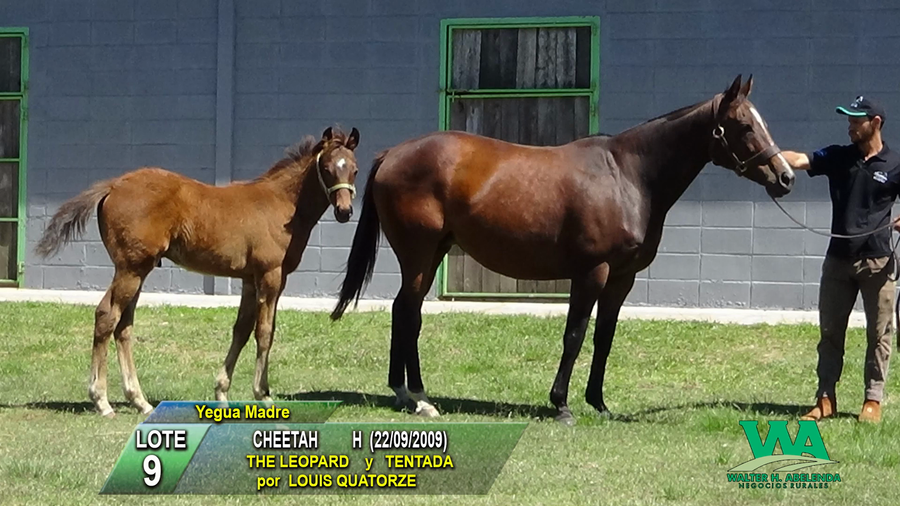 Lote CHEETAH
