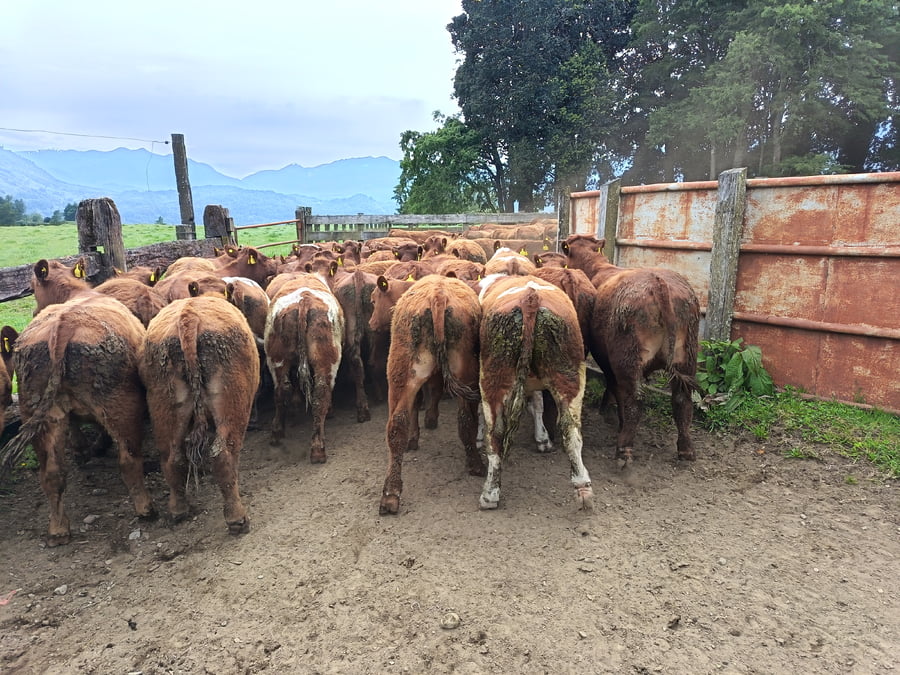 Lote 50 Novillo Engorda en Futrono, XIV Región Los Ríos