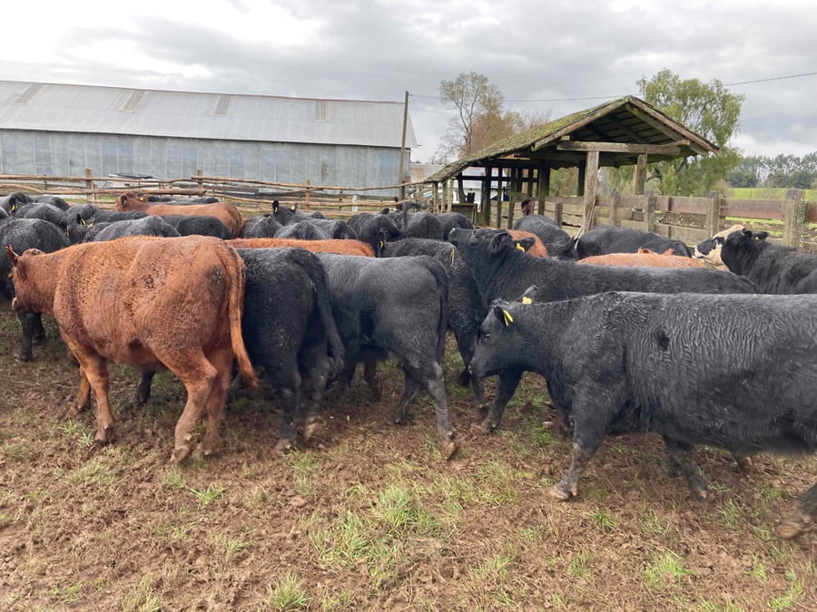 Lote 50 Vaquilla Engorda en Frutillar, X Región Los Lagos
