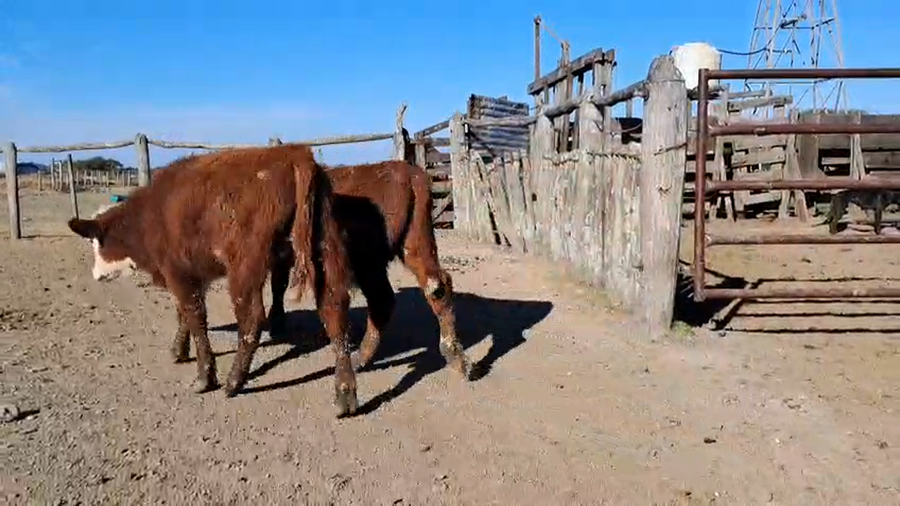 Lote 26 Terneros/as
