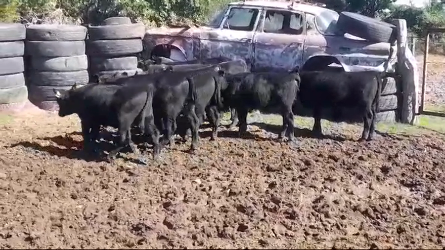 Lote 8 Terneras ANGUS a remate en #44 Pantalla Carmelo 175kg -  en COLONIA ESTRELLA