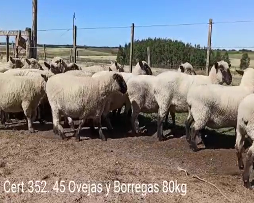 Lote OVEJAS Y BORREGAS