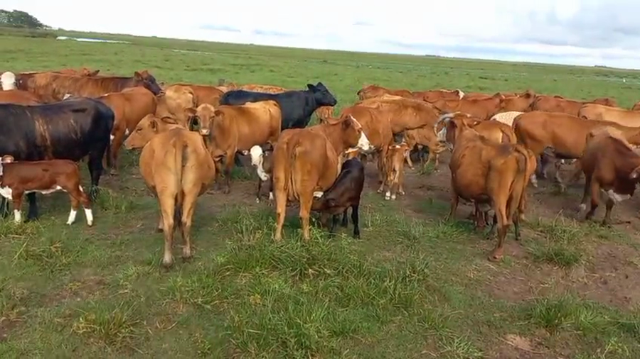 Lote 130 Terneros/as en Corrientes, Ituzaingó