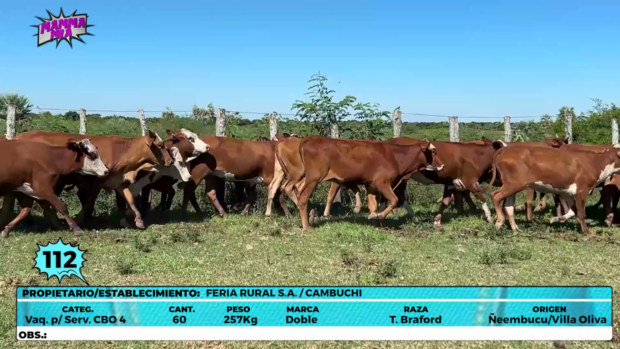 Lote LOTE 112