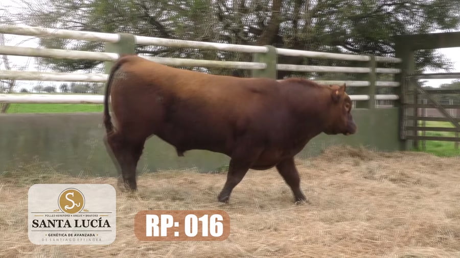 Lote Angus