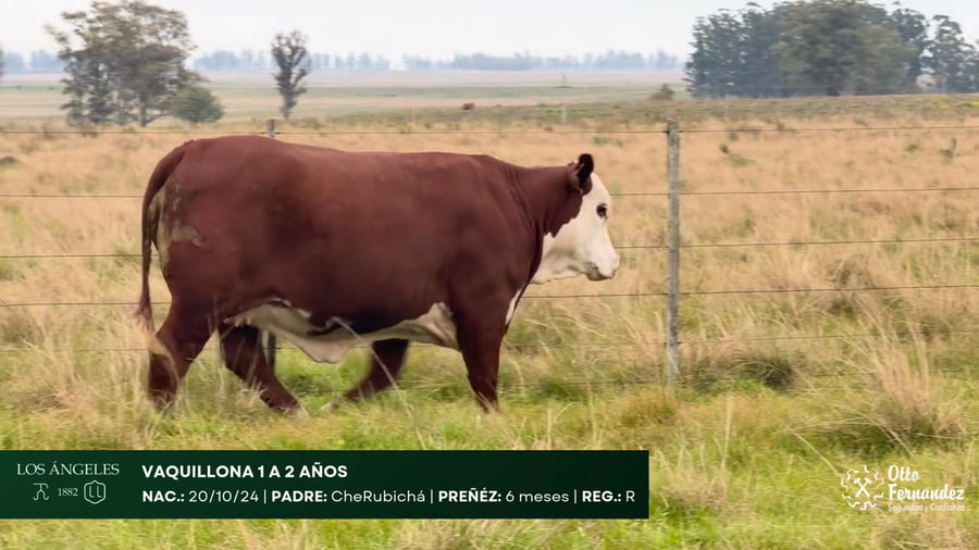 Lote Vaquillona