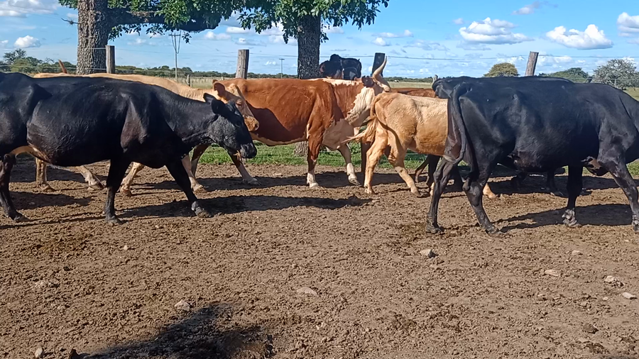 Lote 17 Vacas de invernar en Corrientes, Curuzu Cuatia