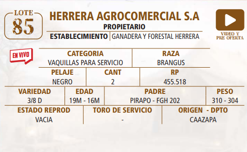 Lote LOTE 85 -EN VIVO