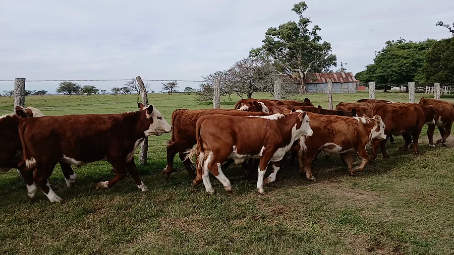 Lote 75 Terneros