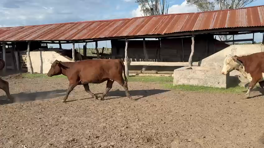 Lote 26 Vacas de invernar en Corrientes, Mercedes