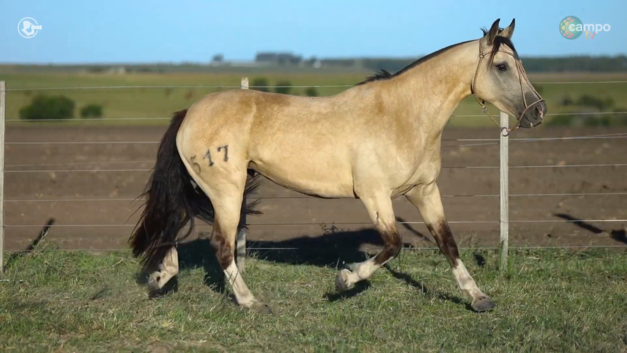 Lote LA ROSADA NOSTALGIA