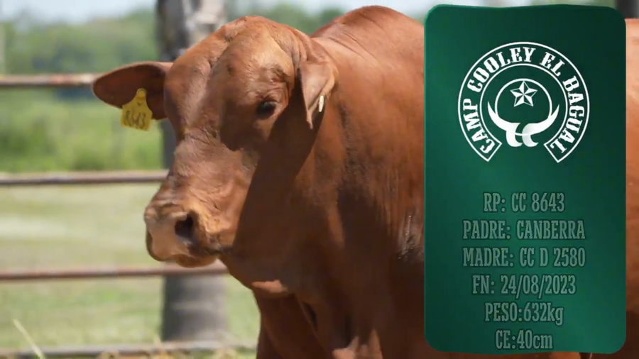 Lote Toro